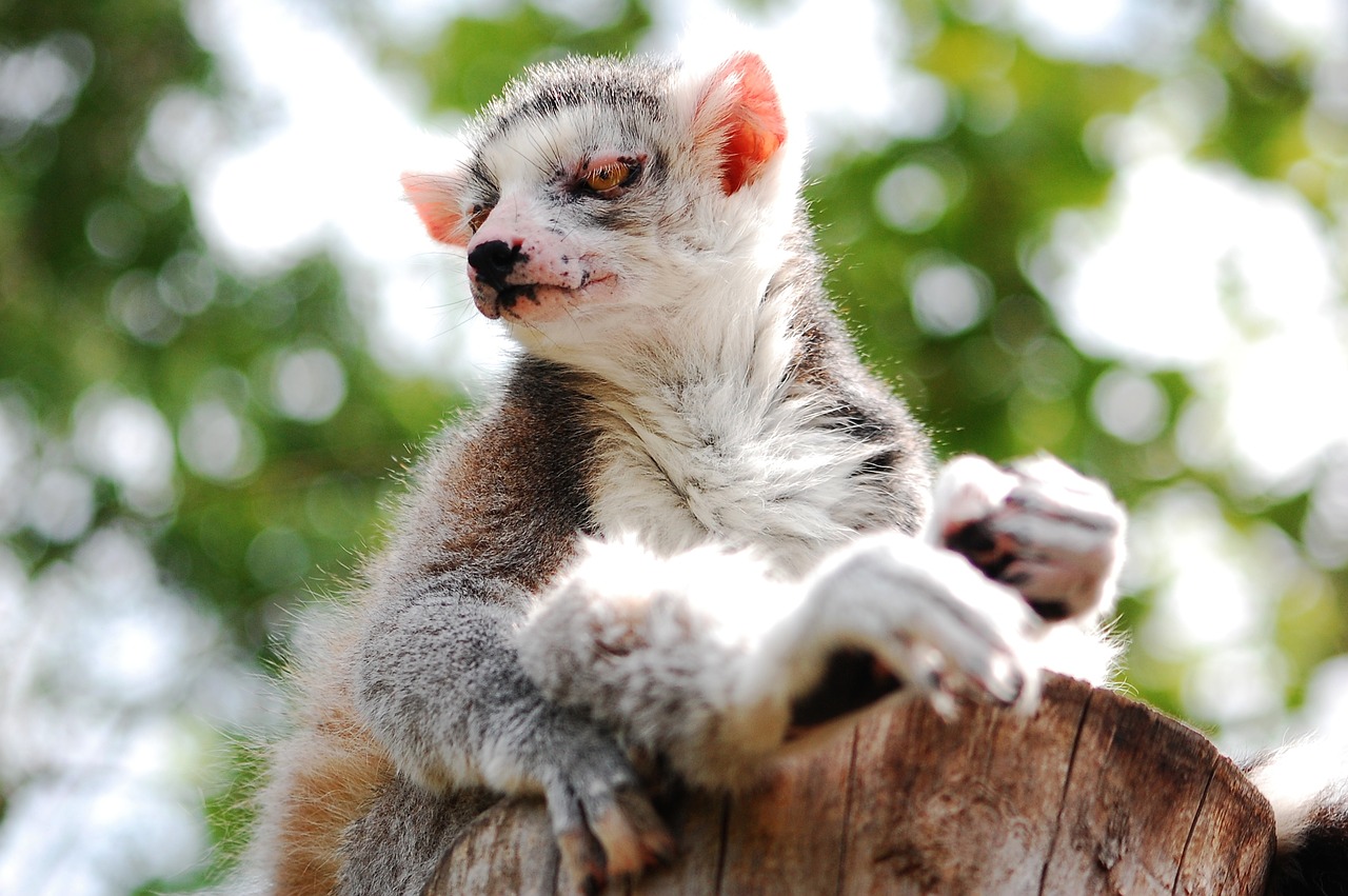 lemur sitting zoo free photo