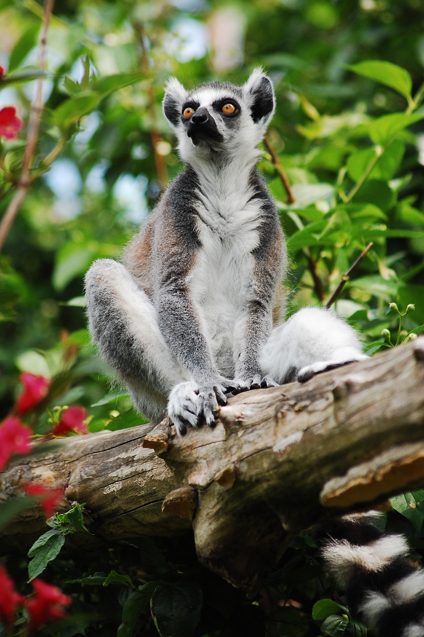 lemur sitting zoo free photo