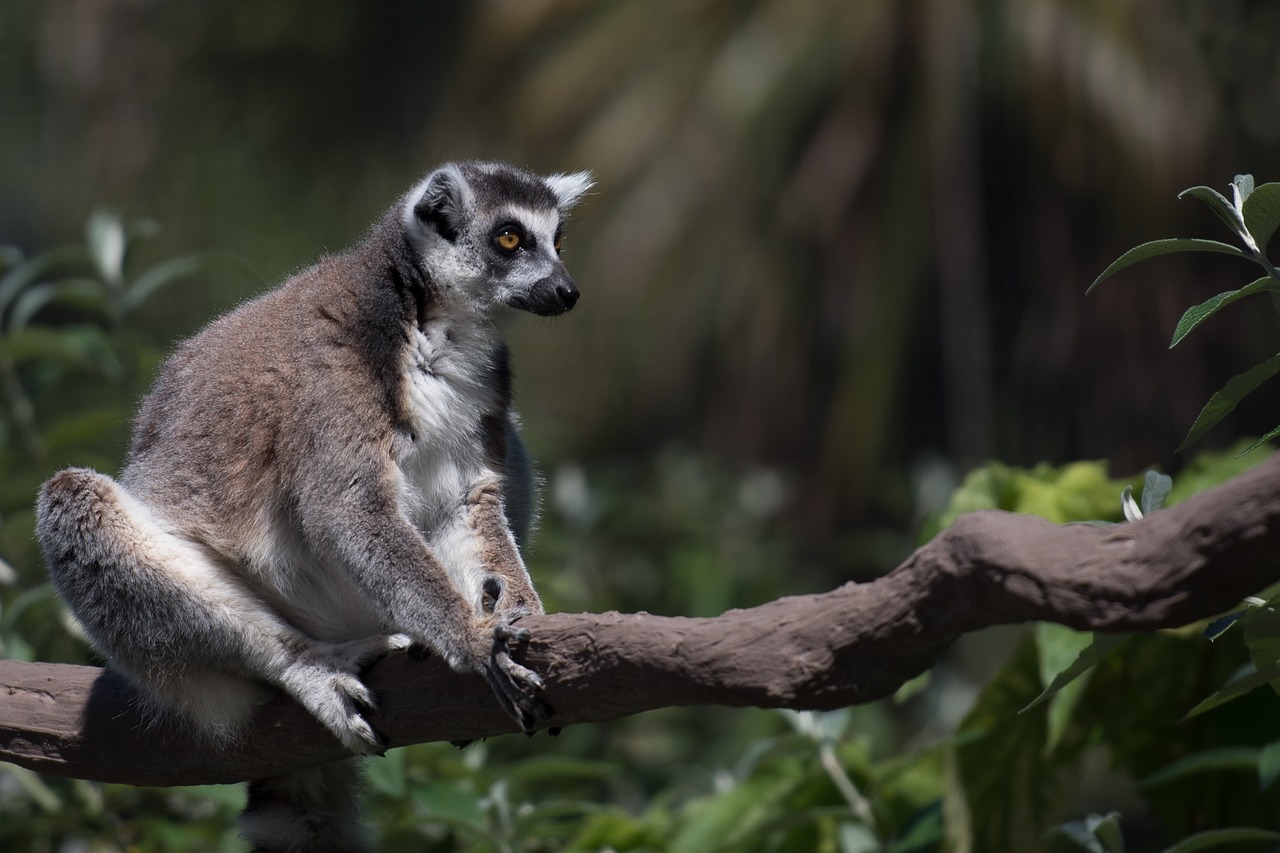 lemur wildlife madagascar free photo