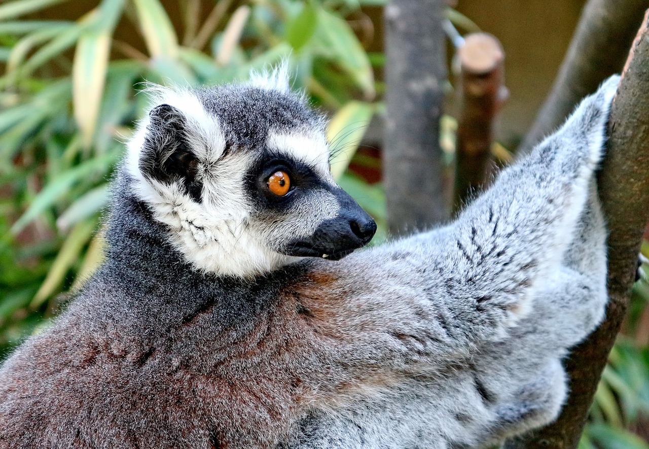 lemur animal lemur catta free photo
