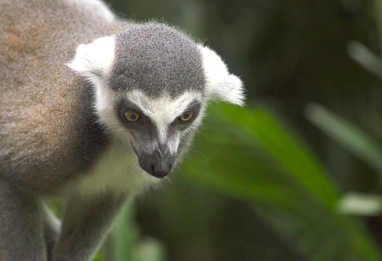 lemur animal madagascar free photo