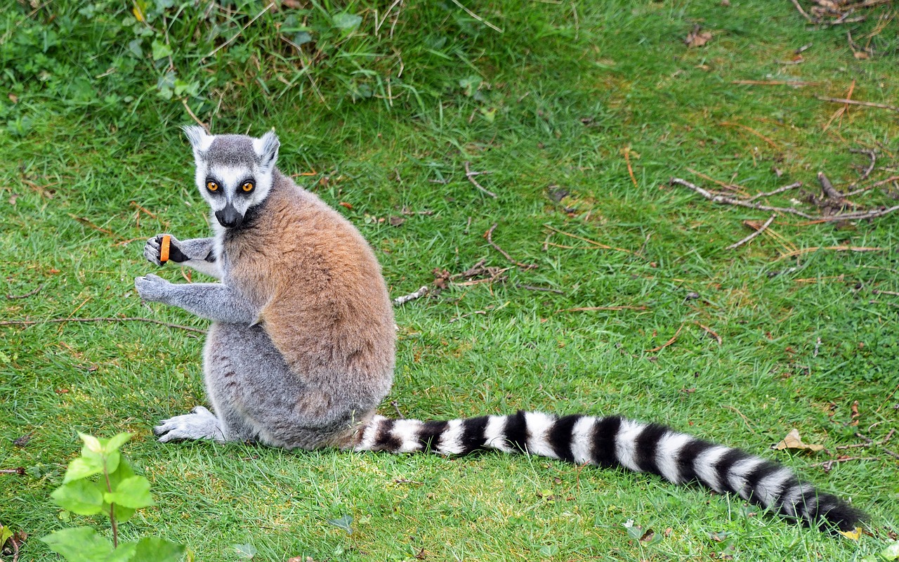 lemur maki catta tail free photo