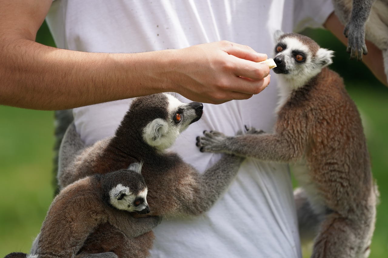 lemur feeding eat free photo