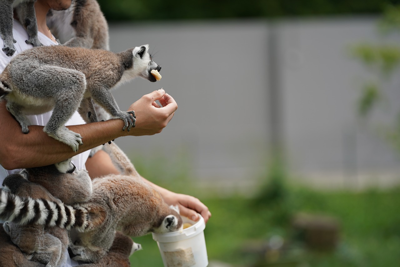 lemur feeding eat free photo