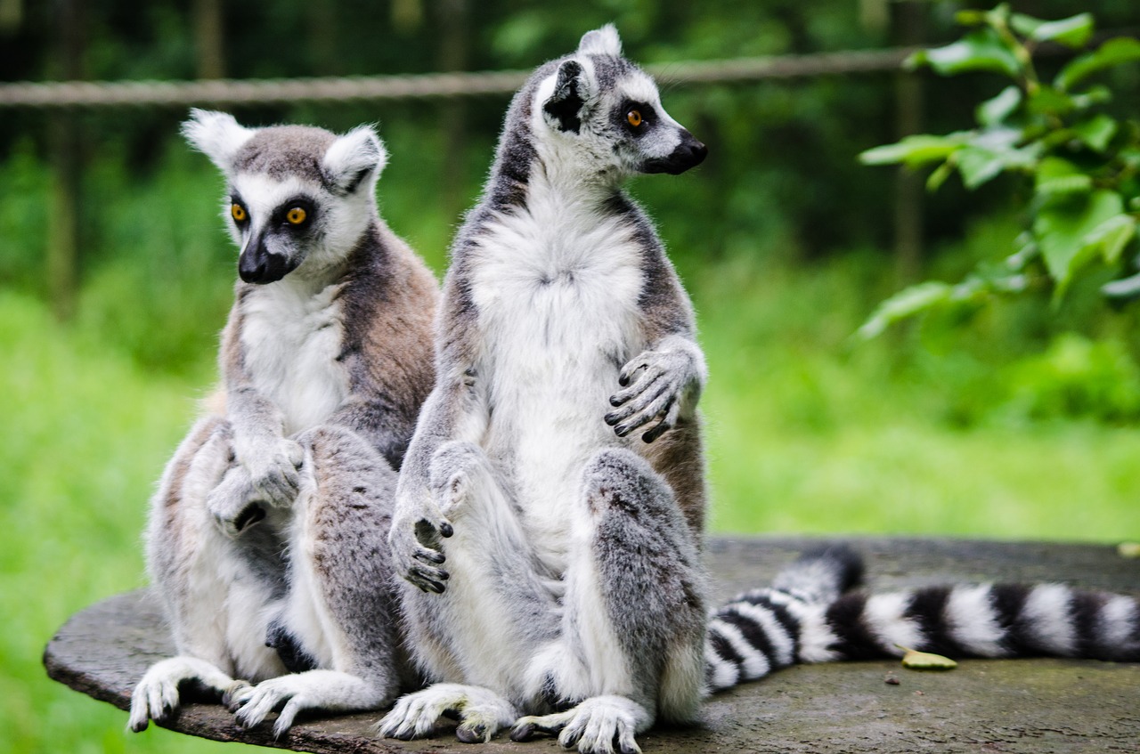 lemur zoo wildlife free photo
