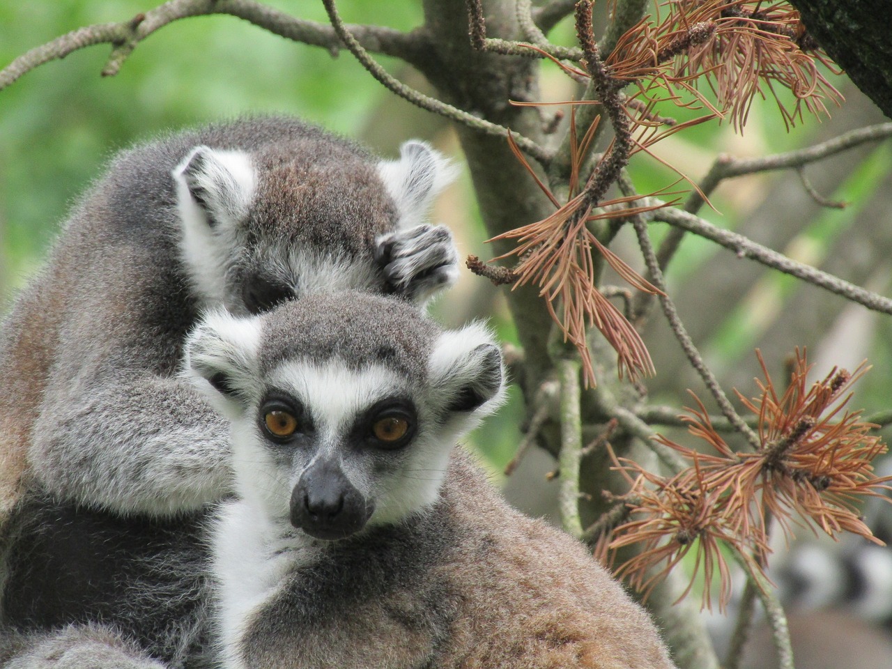 lemur zoo animal free photo