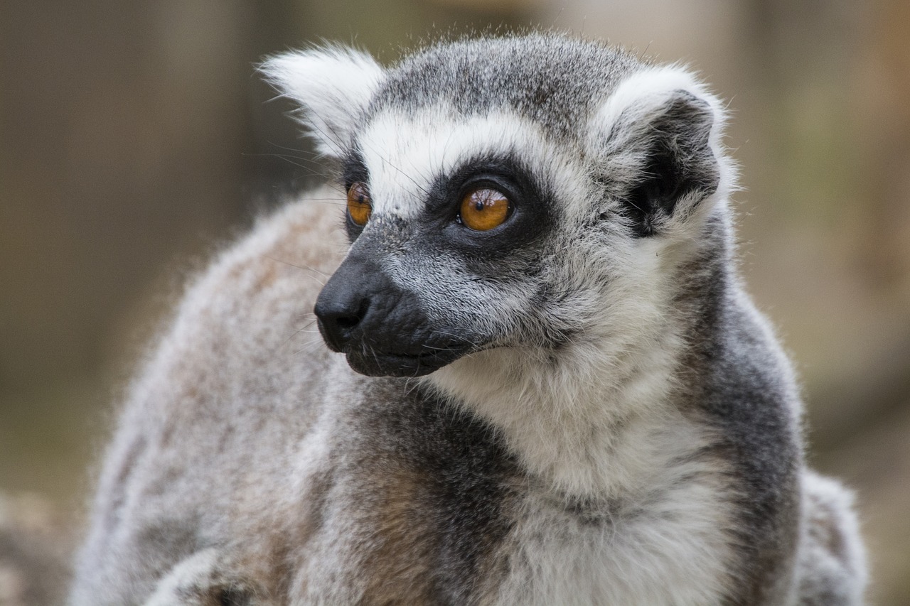lemur tail london zoo free photo
