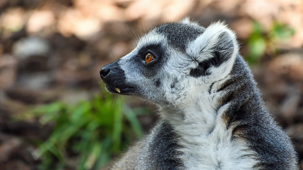 lemur maki catta look free photo
