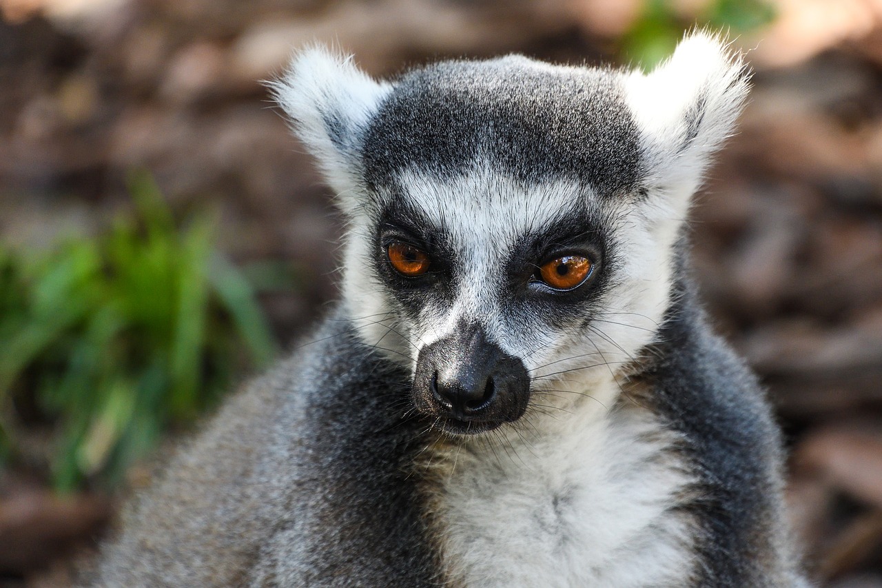 lemur maki catta look free photo