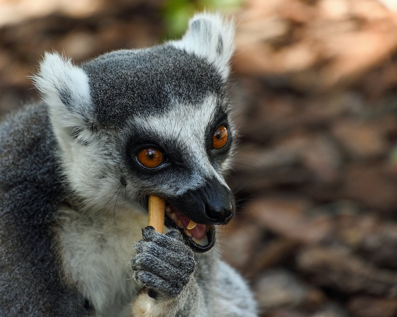 lemur maki catta look free photo