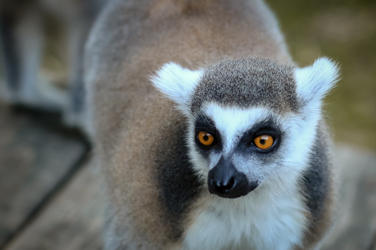 lemur lemurs animals free photo