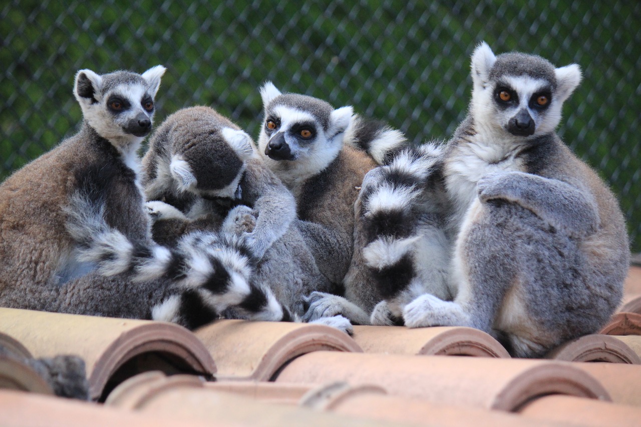 lemur lemurs look free photo