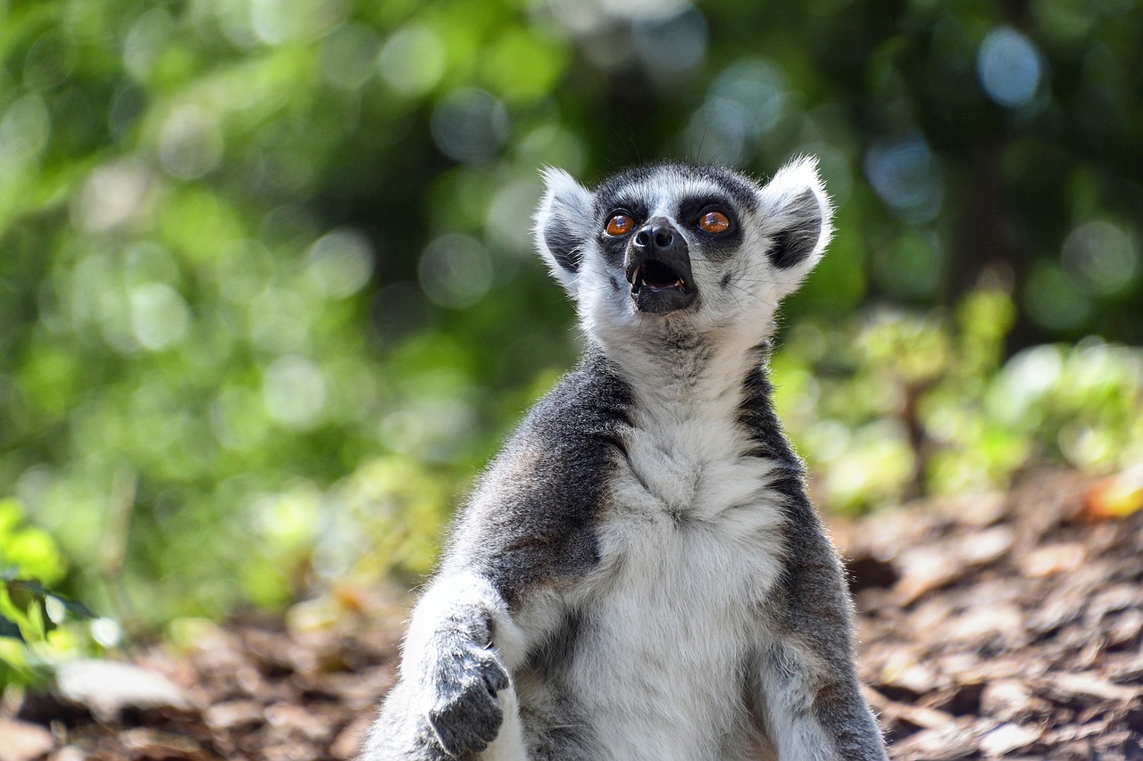 lemur maki catta look free photo