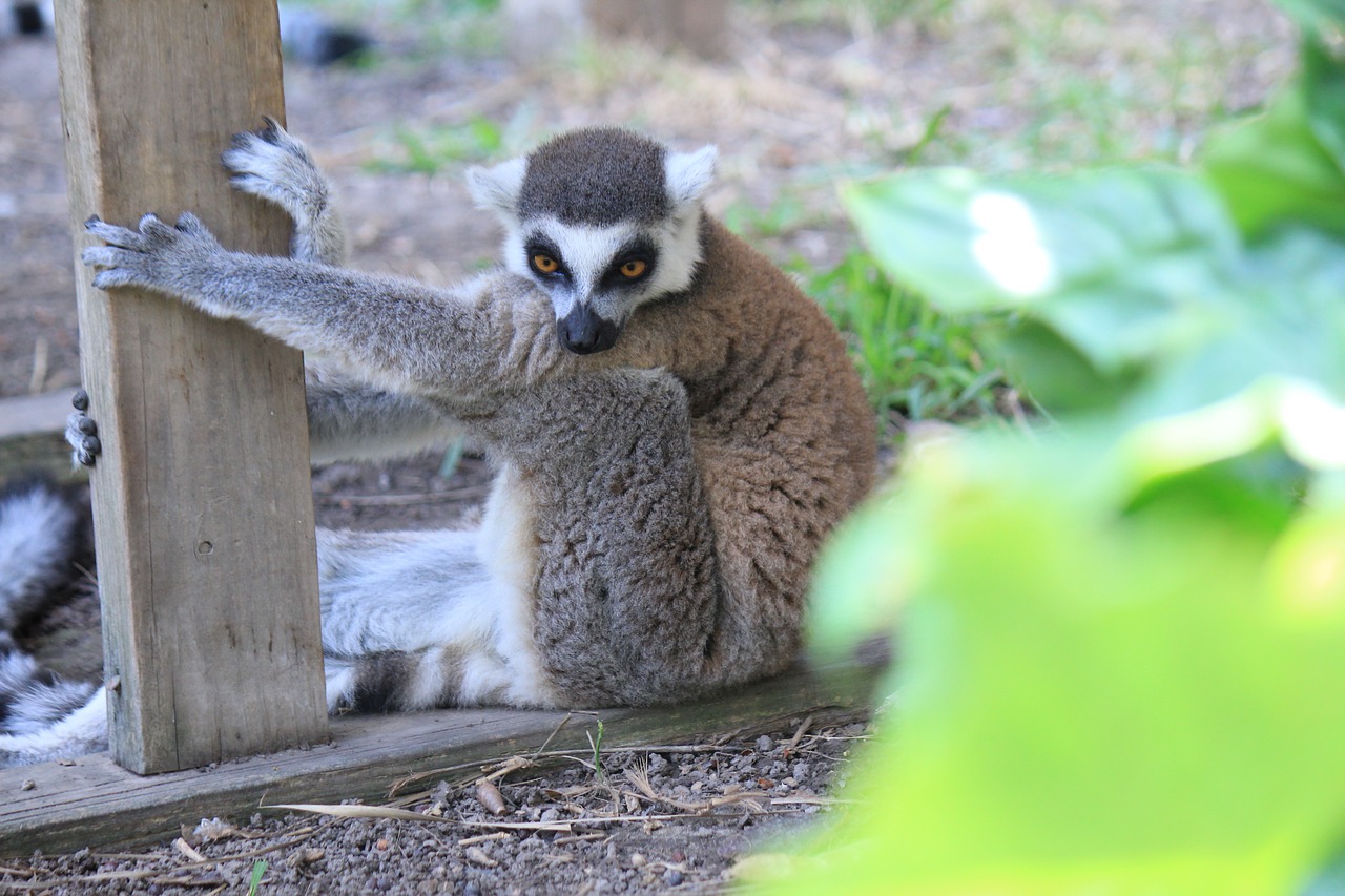 lemur leanimal animal portrait free photo