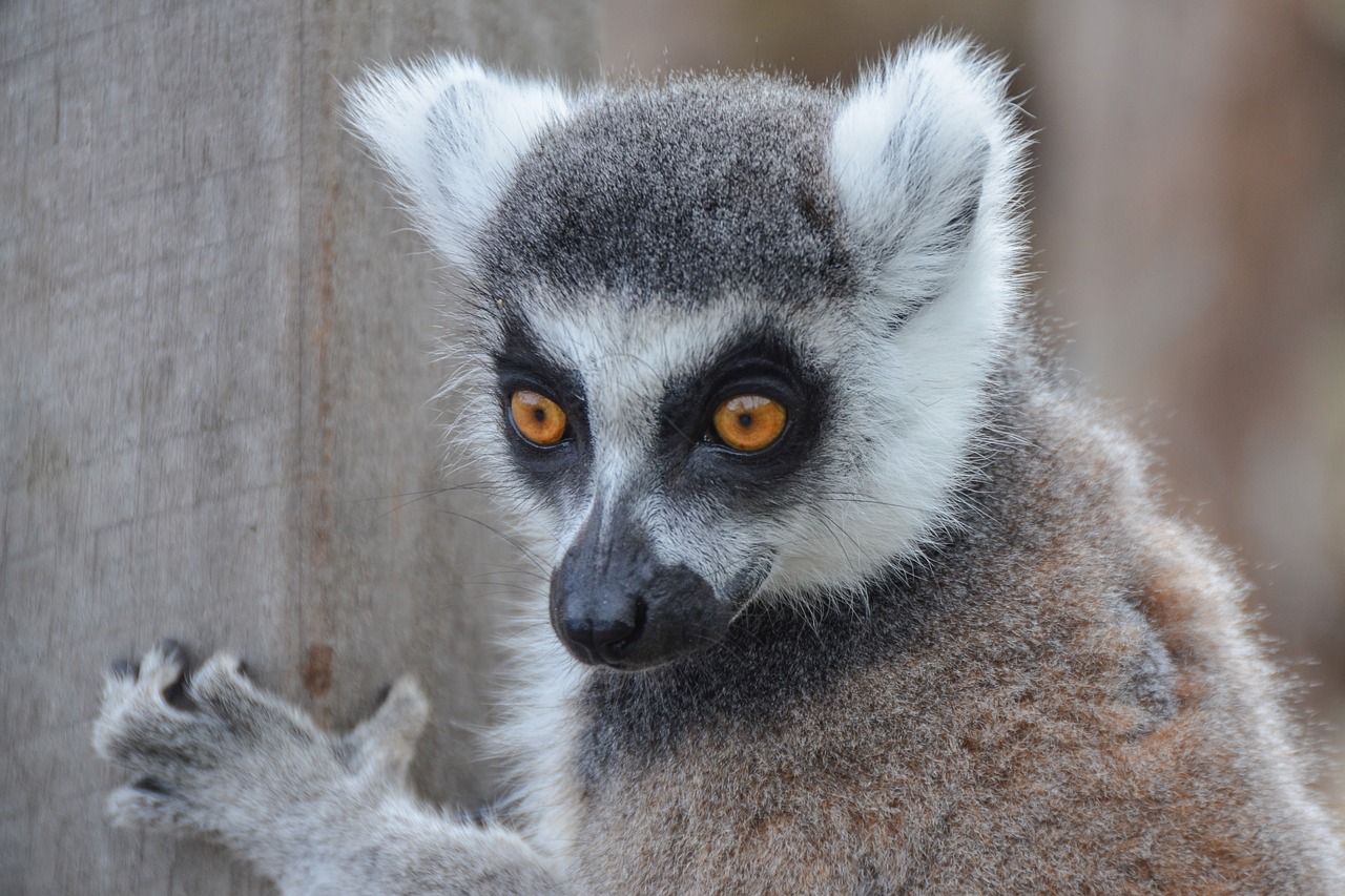 lemur animal wildlife free photo