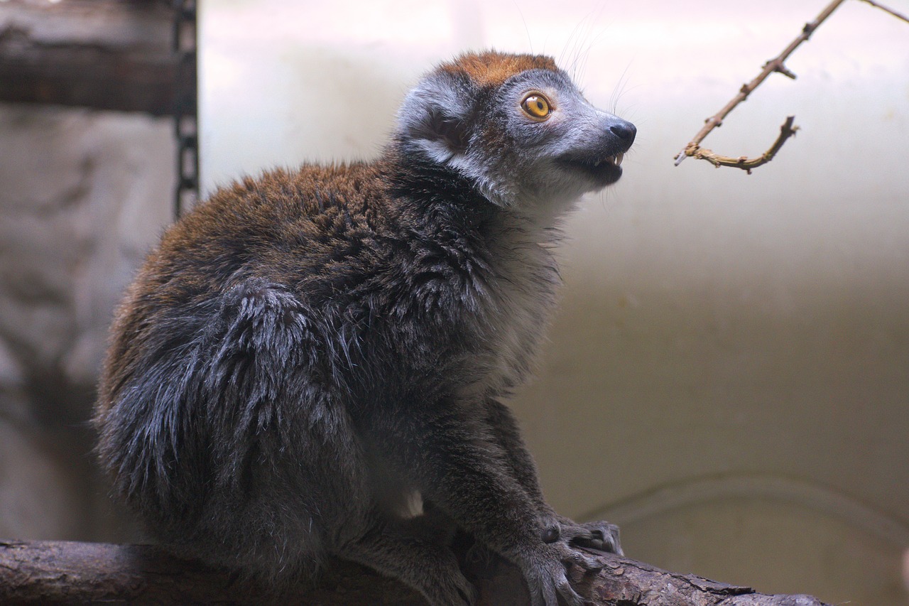 lemur animal wildlife free photo