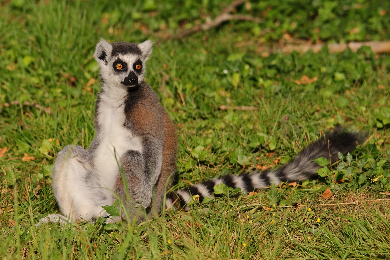 lemur park maki catta free photo