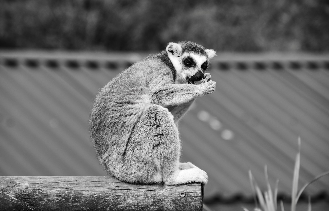 lemur madagascar zoo free photo