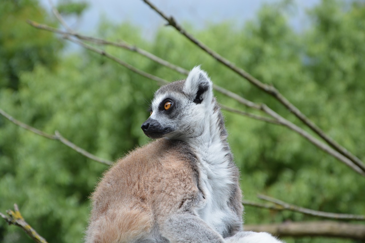 lemur head profile eye brown free photo