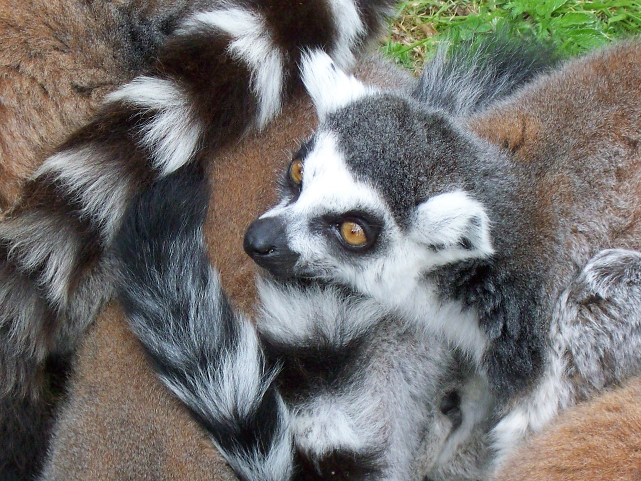 lemur animal wildlife free photo