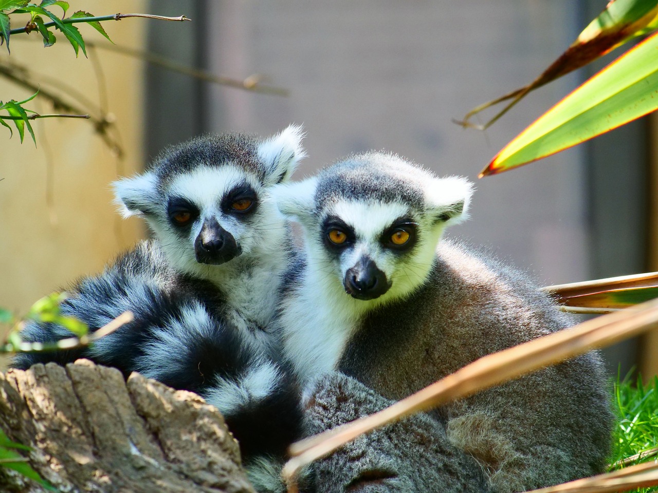 lemur  ring tailed lemur  wildlife free photo