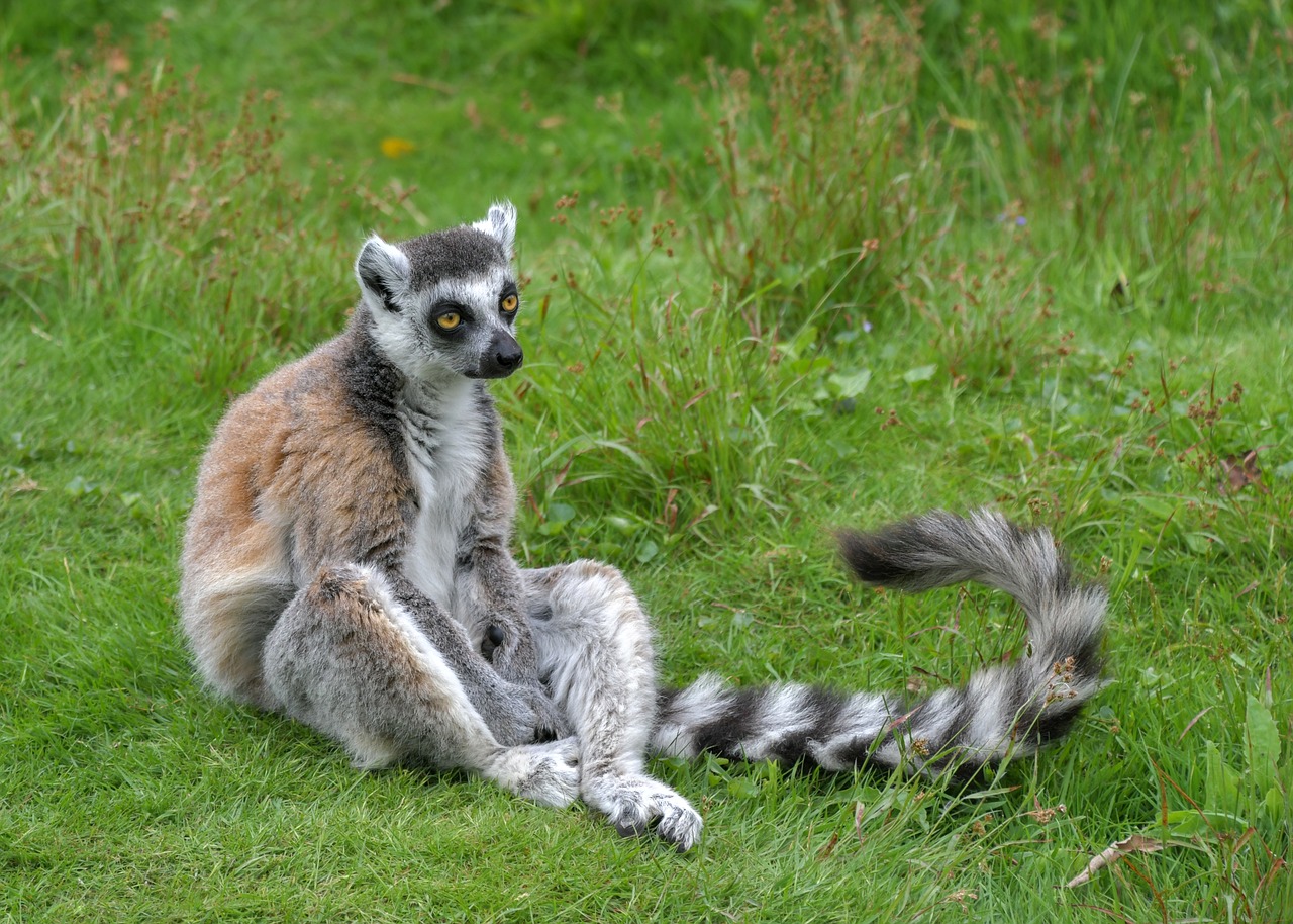 lemur  lemur catta  primate free photo