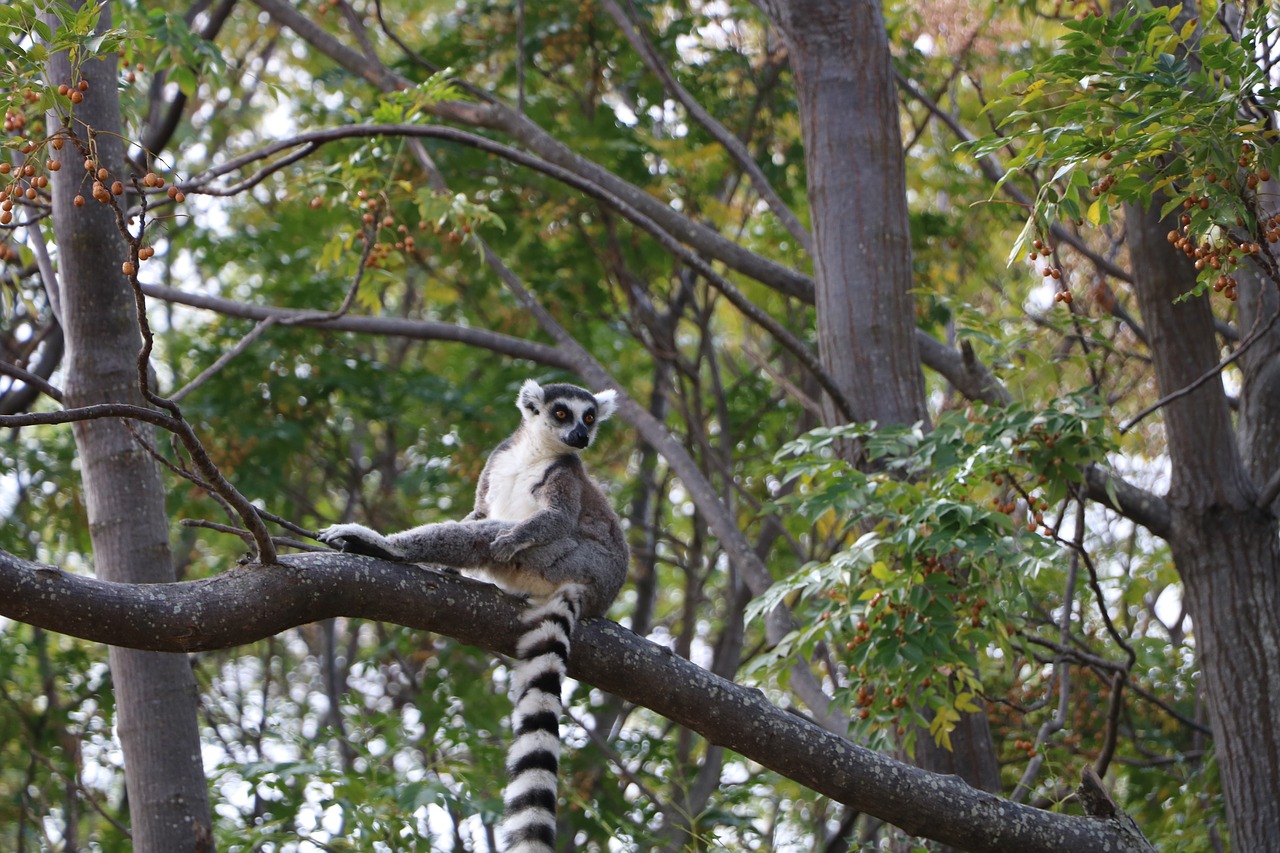 lemur  madagascar  wild free photo