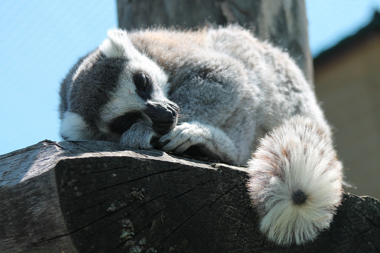 lemur sleep animal free photo