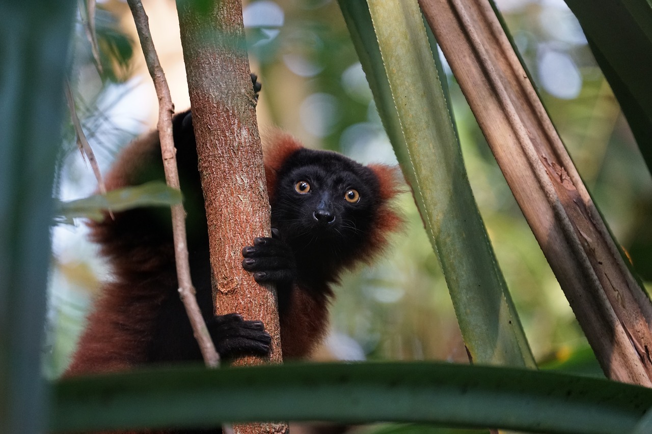 lemur  zoo  masoala free photo