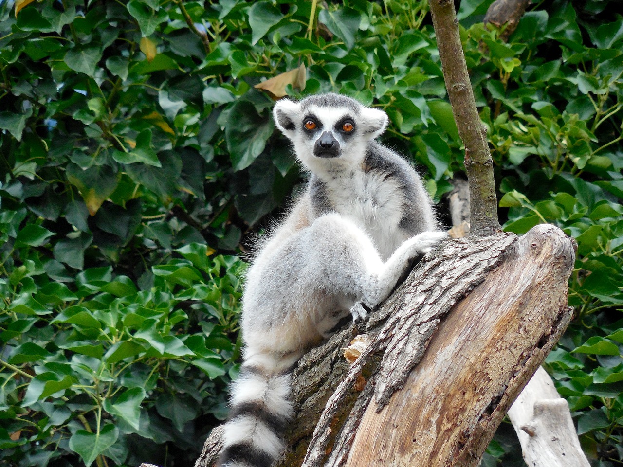 lemur  animal  zoo free photo