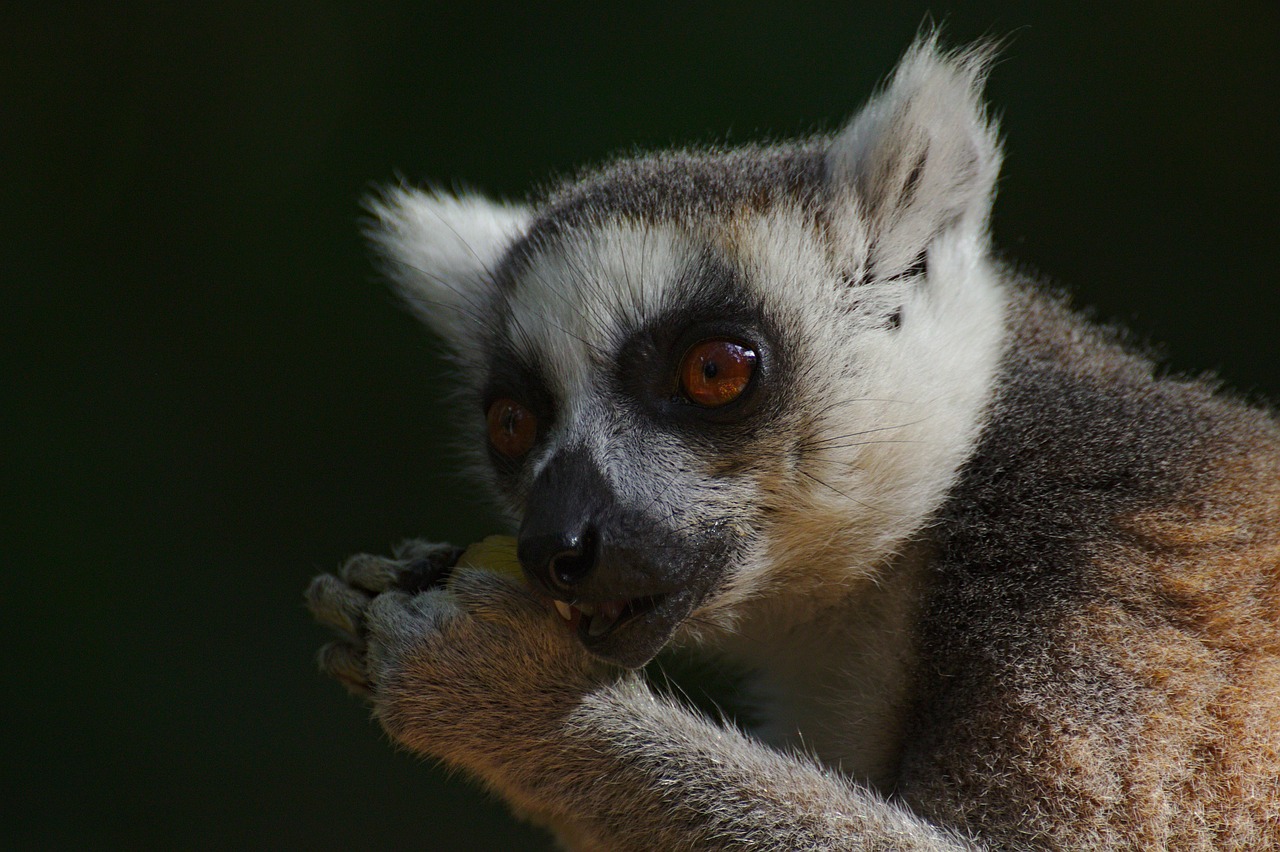 lemur  monkeyland  plettenberg free photo