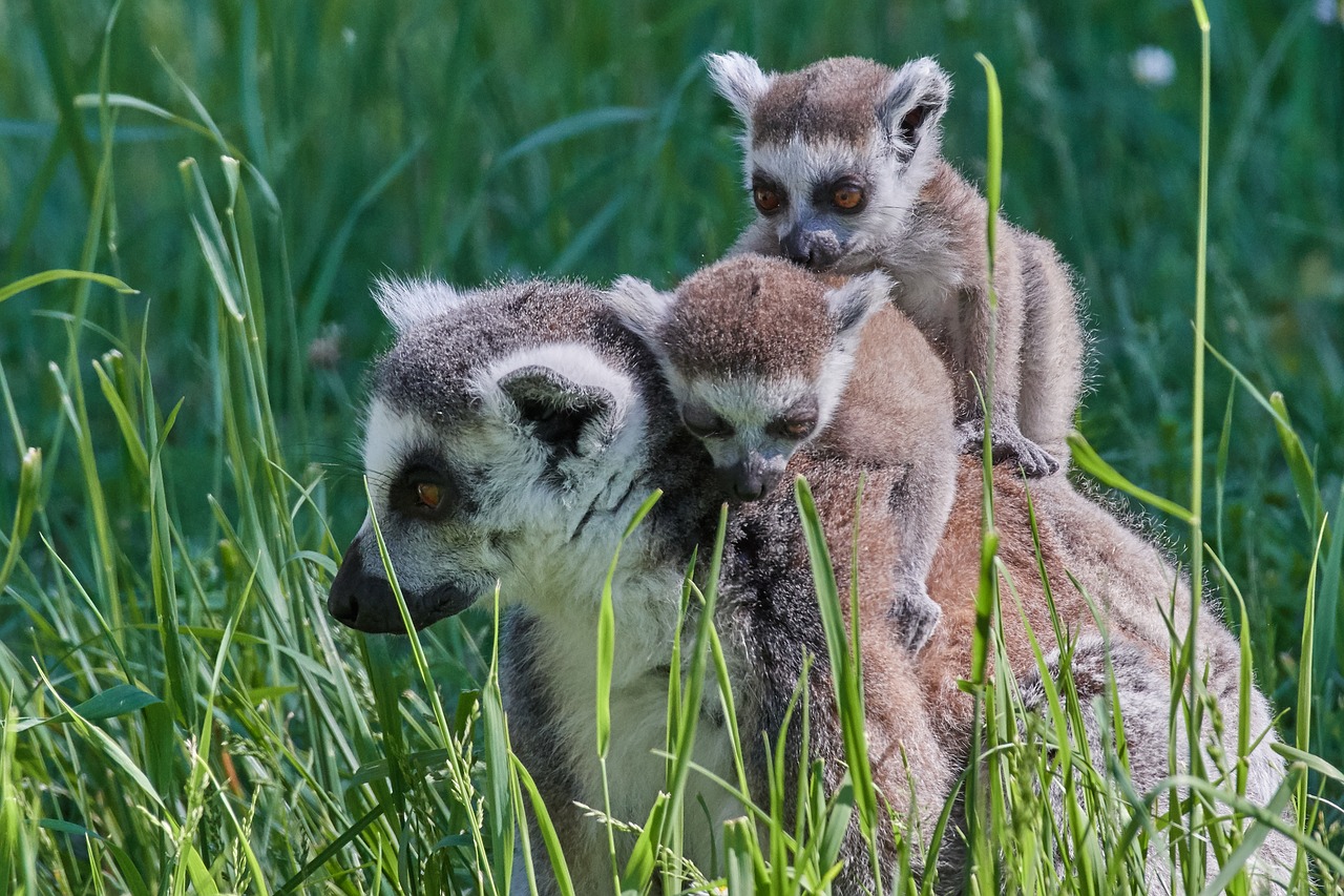 lemur  family  ape free photo