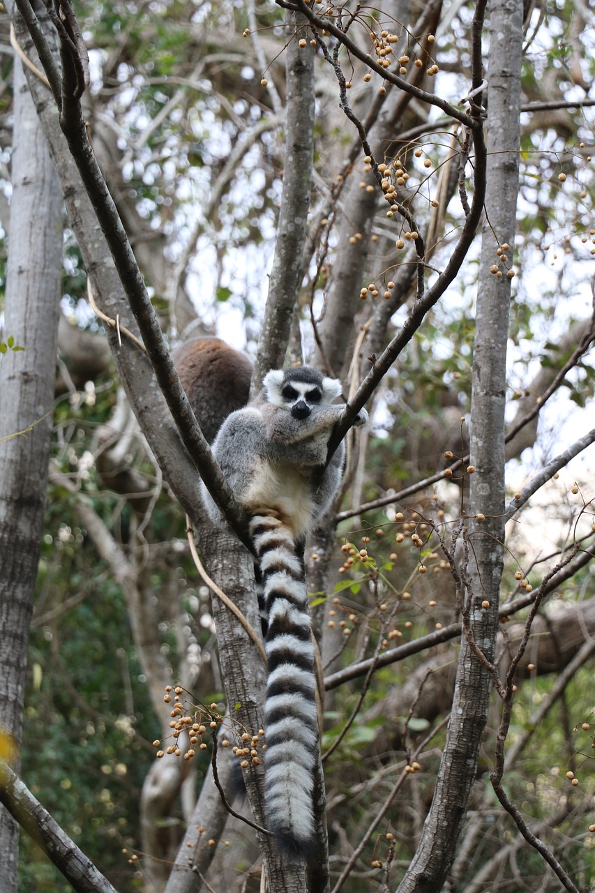 lemur  animal  nature free photo
