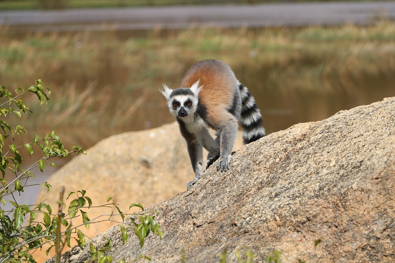 lemur  animal  nature free photo