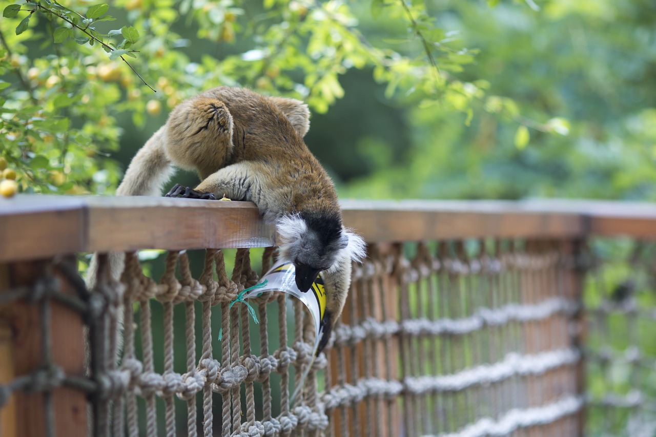 lemur  zoo  animal free photo