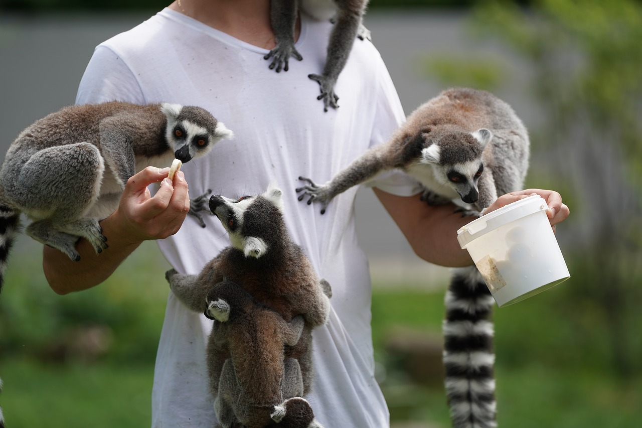 lemur  feed  human free photo