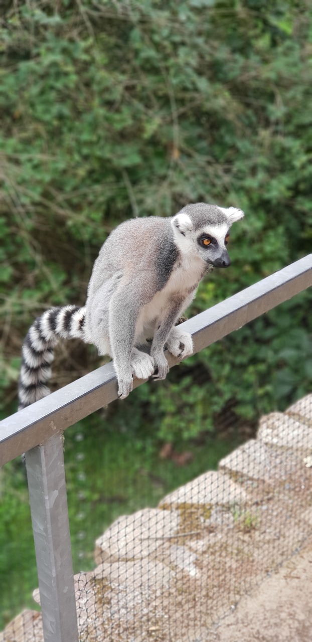 lemur  zoo  animal free photo