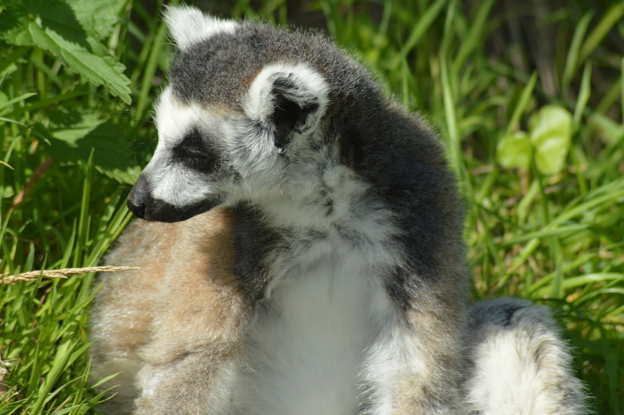 lemur  cute  zoo free photo