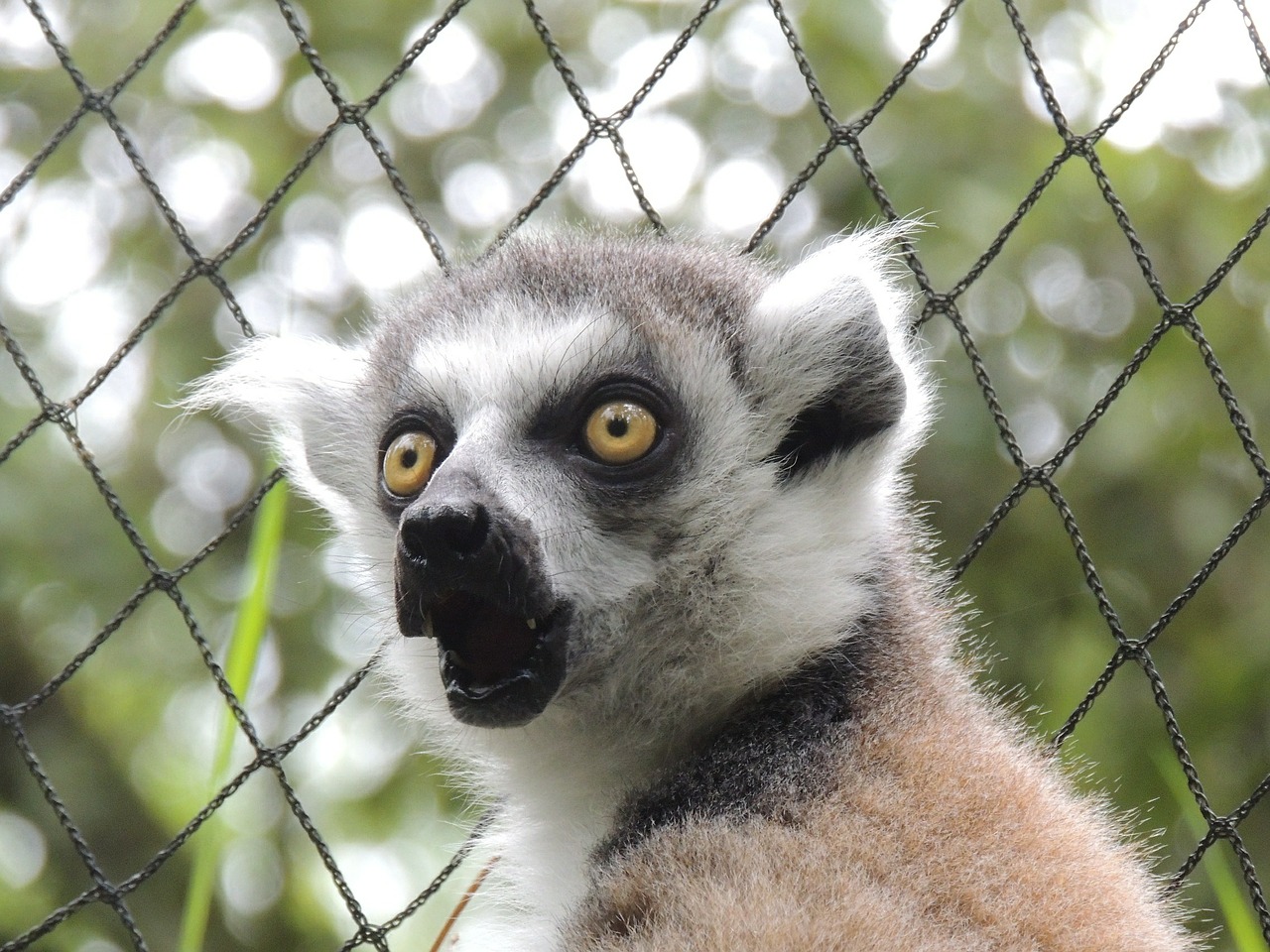 lemur animals maki free photo