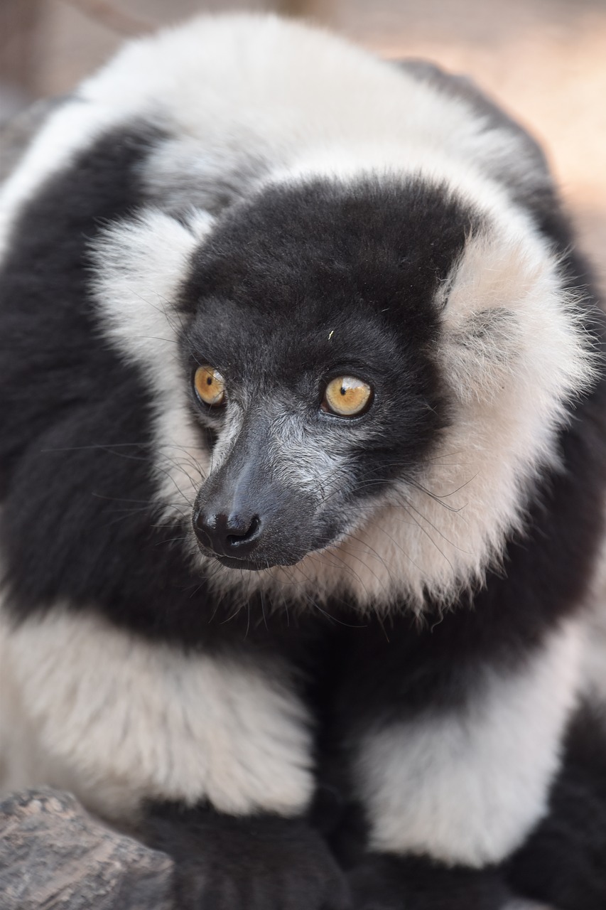 lemur  nature  wild free photo