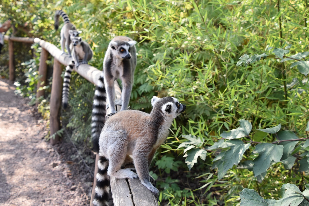 lemur  maki catta  stripes free photo