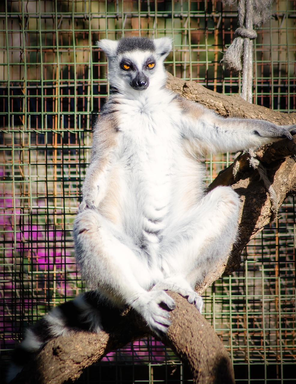 lemur  sun  sunbathing free photo