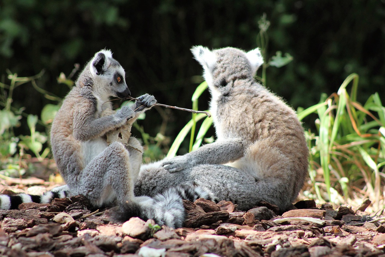 lemur  nice  madagascar free photo