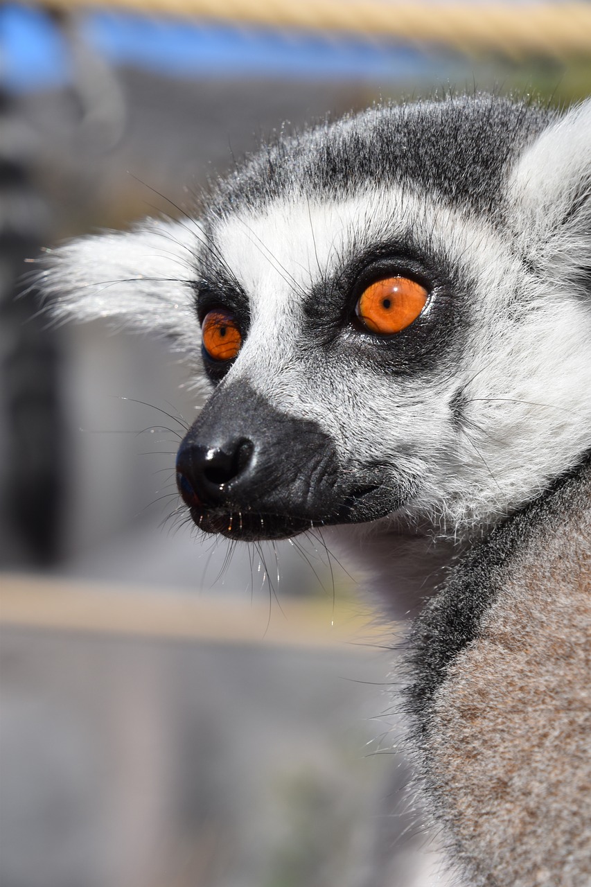 lemur  maki catta  nature free photo