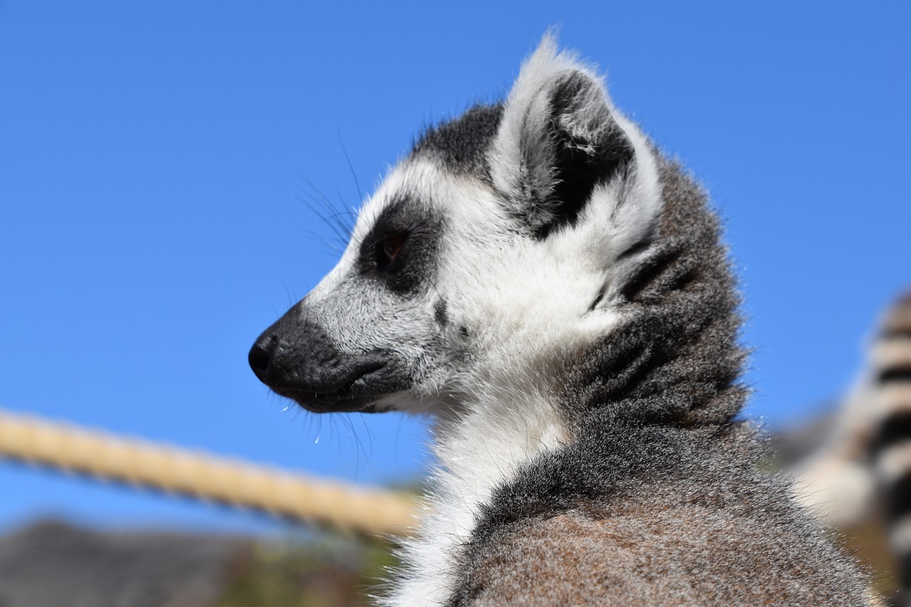 lemur  maki catta  nature free photo