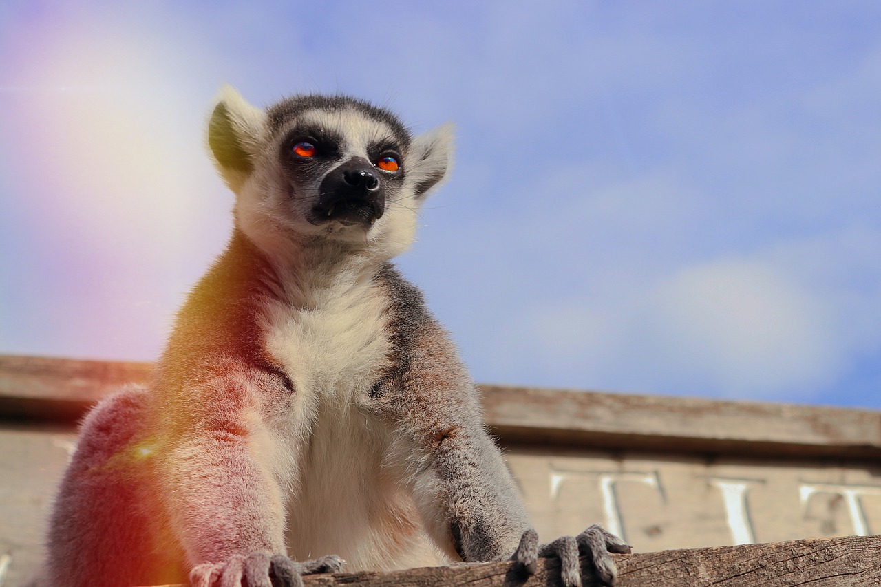 lemur  monkey  animal free photo