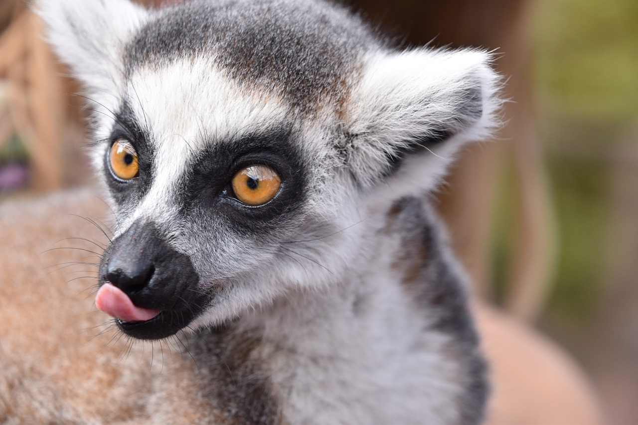 lemur  maki catta  language free photo