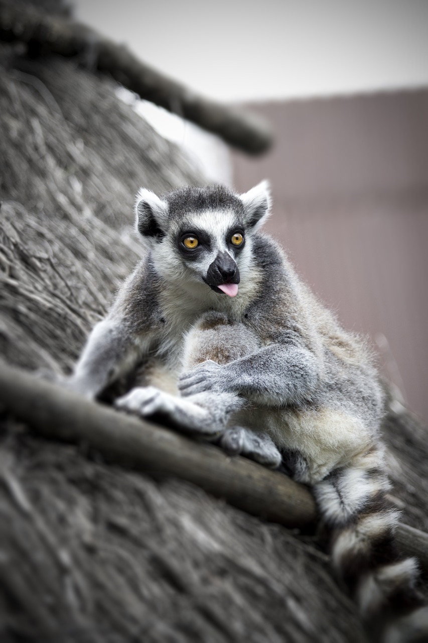 lemur  eyes  madagascar free photo