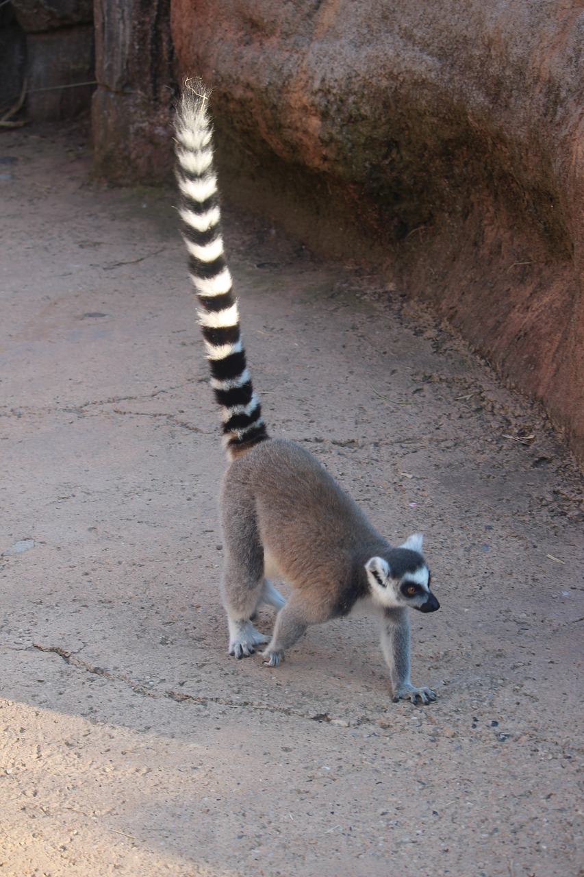 lemur  madagascar  nature free photo