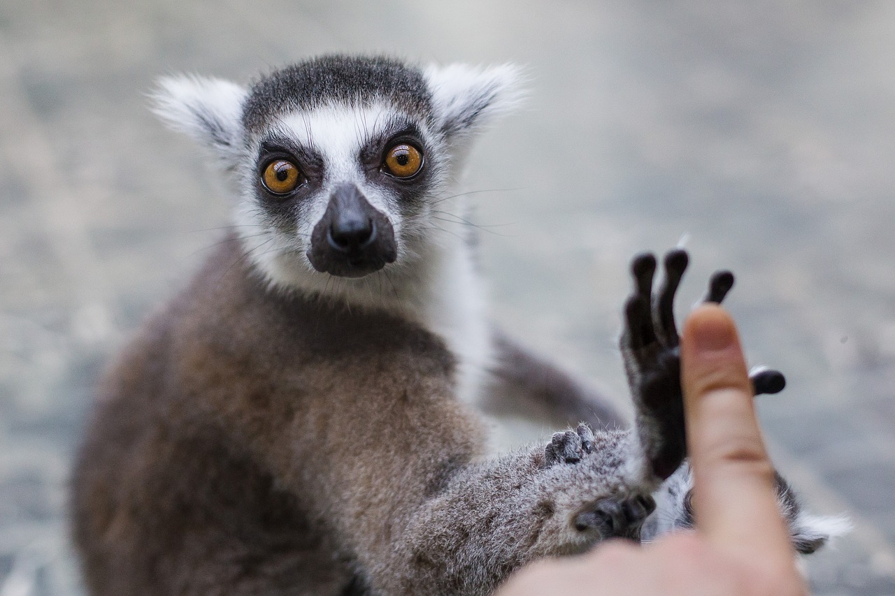 lemur  animal  zoo free photo